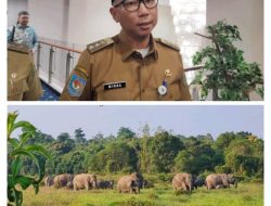 Prabowo Beri Dukungan Lampung Antisipasi Konflik Gajah-Manusia di Way Kambas